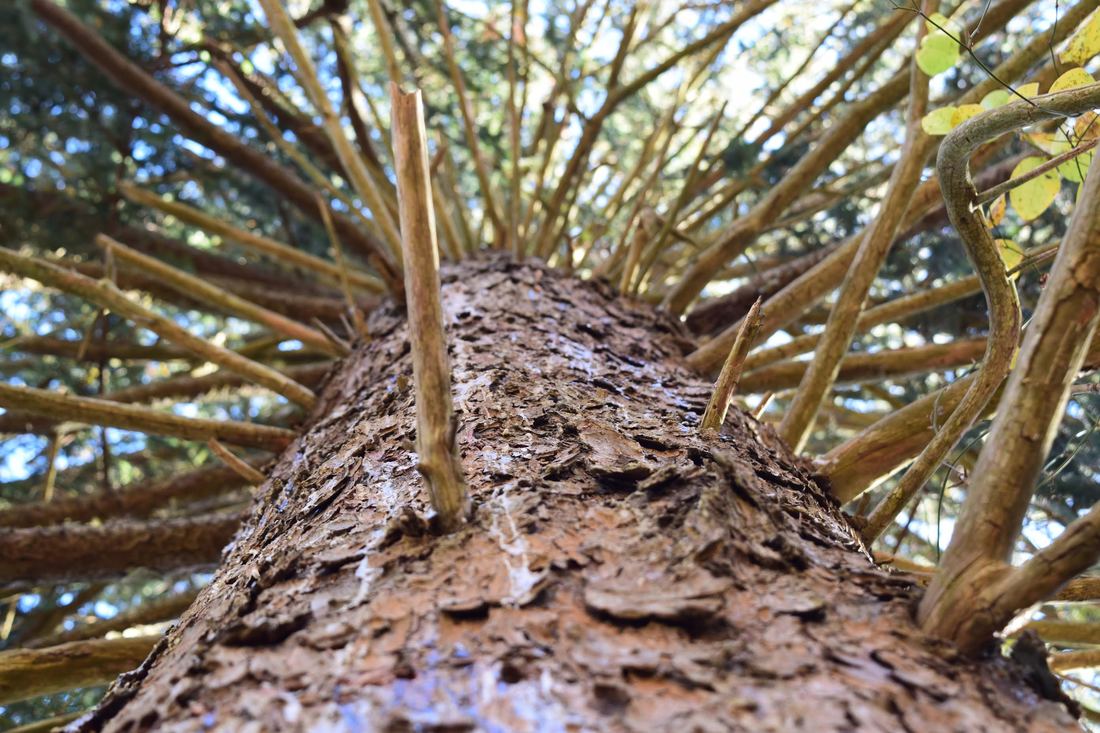 Looking up the trunk of a tall pine tree into its branches